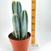 Easy to Care Large Cactus