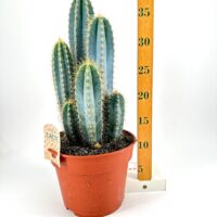 Easy to Care Large Cactus