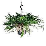 Humata Tyermannii Rabbit’s Foot Fern