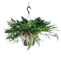Hanging fern plant in a rustic rope pot with lush green foliage contrast on a white background.