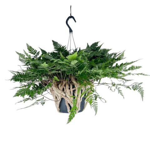 Hanging fern plant in a rustic rope pot with lush green foliage contrast on a white background.