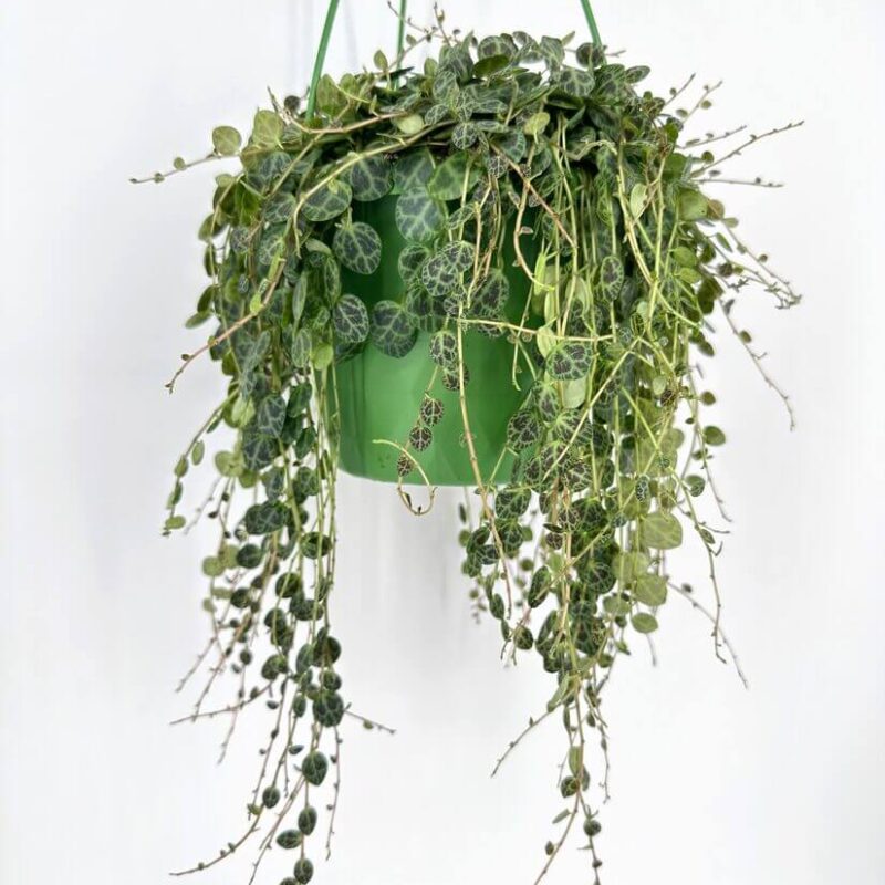 Peperomia Prostata String of Turtles A cascading display of Peperomia Prostrata String of Turtles, with its trailing vines spilling over the edges of a minimalist hanging pot.