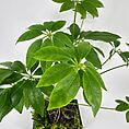 Lush green plant in black pot with glossy leaves and moss, enhancing indoor decor.