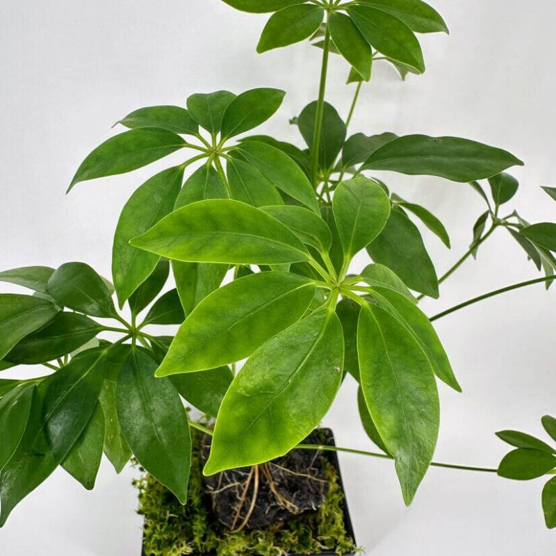 Lush Green Plant in Stylish Pot and Moss Lush green plant in black pot with glossy leaves and moss, enhancing indoor decor.