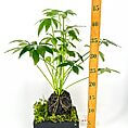 Vibrant tropical plant in a modern pot with moss, showcasing lush green foliage.
