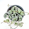 Lush pot of heart-shaped Variegated String Of Hearts Ceropegia Woodiileaves showcasing variegated green patterns in bright decor.