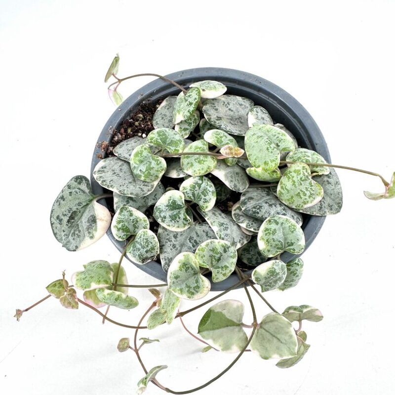 Lush Variegated String Of Hearts Ceropegia WoodiiPlant with Heart-Shaped Variegated Leaves Lush pot of heart-shaped Variegated String Of Hearts Ceropegia Woodiileaves showcasing variegated green patterns in bright decor.