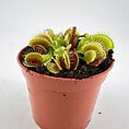Close-up of a vibrant Venus flytrap plant showcasing its unique carnivorous traps and serrated leaves.