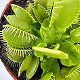 Vibrant Venus flytrap in terracotta pot, showcasing healthy leaves and unique carnivorous features.