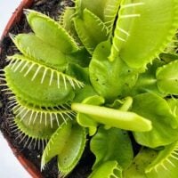 Vibrant Venus flytrap in terracotta pot, showcasing healthy leaves and unique carnivorous features.