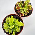 Beautiful Venus flytraps in terracotta pots showcasing growth and unique carnivorous features.