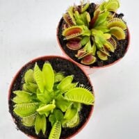 Beautiful Venus flytraps in terracotta pots showcasing growth and unique carnivorous features.