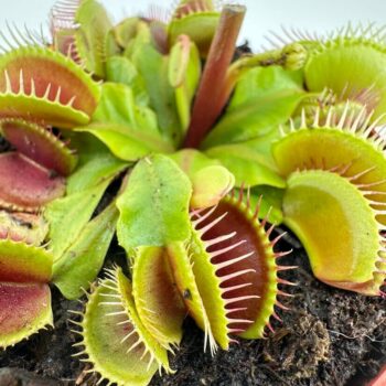 Vibrant Venus flytrap in a terracotta pot, showcasing its unique carnivorous traps.