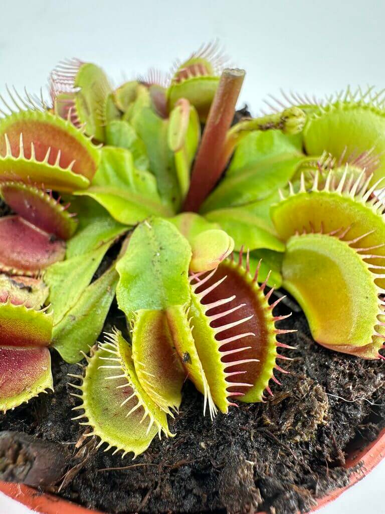 Vibrant Venus flytrap in a terracotta pot, showcasing its unique carnivorous traps.