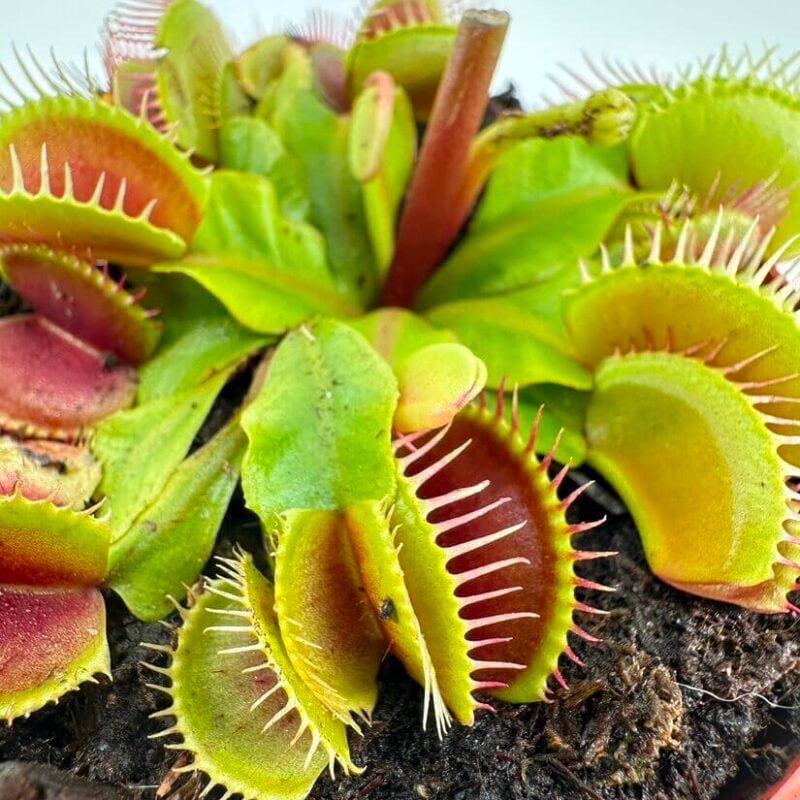Vibrant Venus flytrap in a terracotta pot, showcasing its unique carnivorous traps.