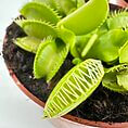 Vibrant Venus flytrap in terracotta pot showcasing unique carnivorous leaves and rich soil.