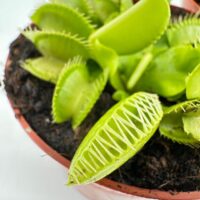 Vibrant Venus flytrap in terracotta pot showcasing unique carnivorous leaves and rich soil.