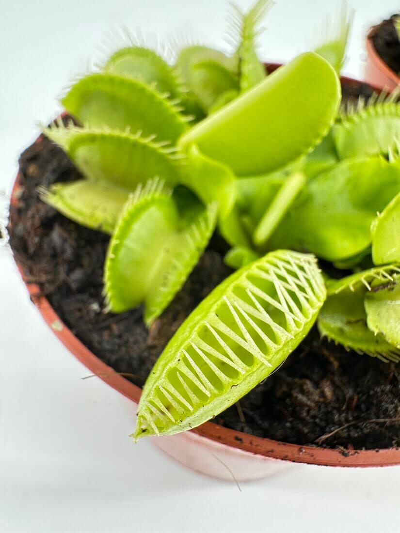 Vibrant Venus flytrap in terracotta pot showcasing unique carnivorous leaves and rich soil.