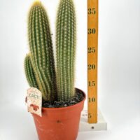 Easy to Care Large Cactus