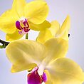 Close-up of vibrant yellow orchids with magenta center, against a soft blurred background.