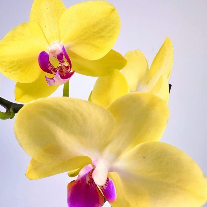 Phalaenopsis Blooming Butterfly Orchid Close-up of vibrant yellow orchids with magenta center, against a soft blurred background.