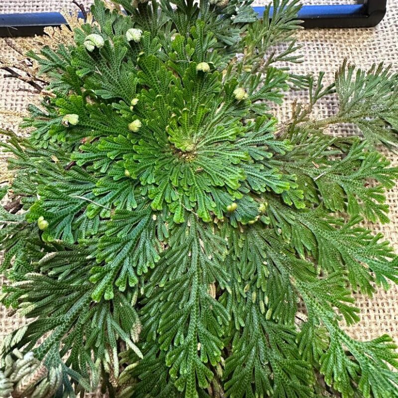 rose of jericho rose of jericho