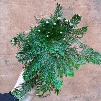 Rose of Jericho Resurrection Plant