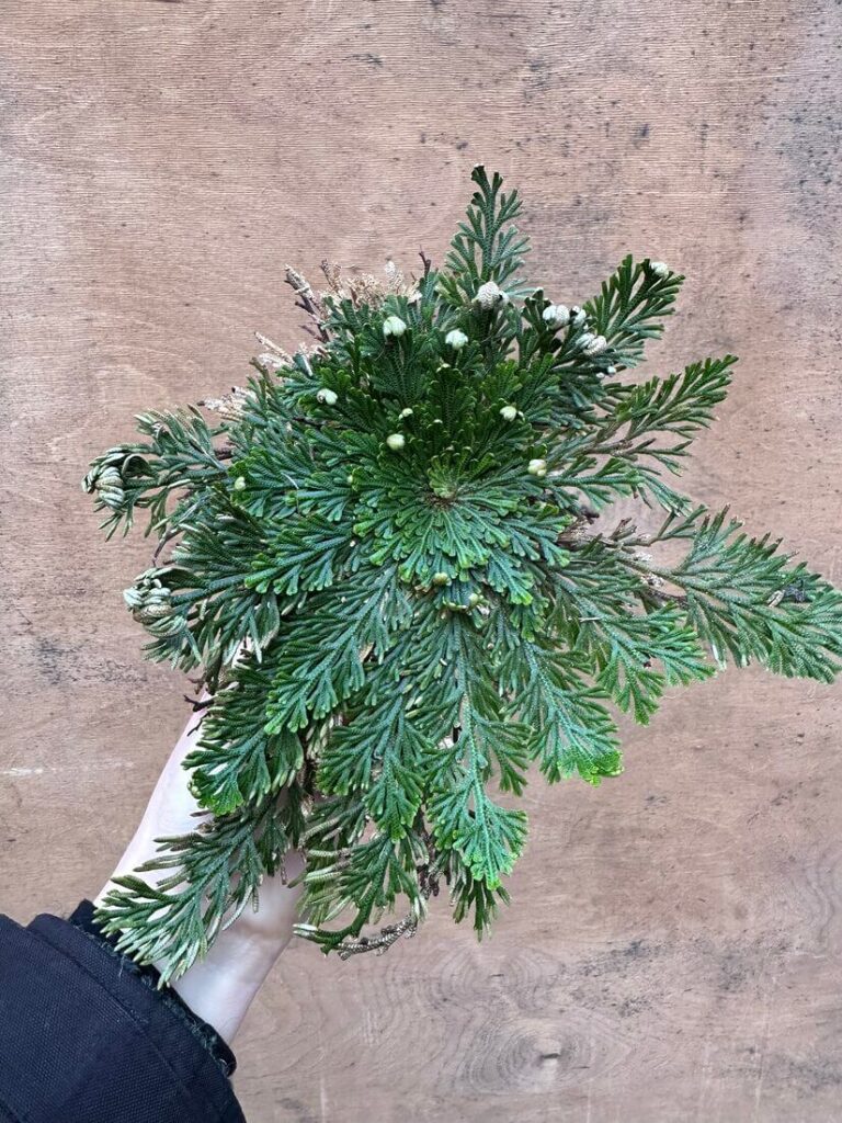 Rose of Jericho Resurrection Plant