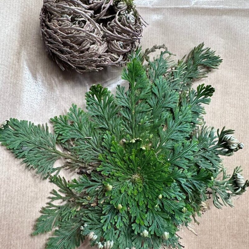 rose of jericho Rose of Jericho: All You need to know About the Resurrection Plant