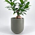 bonsai Minimalistic Sage Green Planter