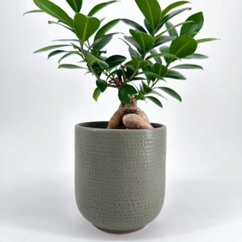 bonsai Minimalistic Sage Green Planter