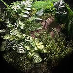 KCA Classic Terrarium Workshops
