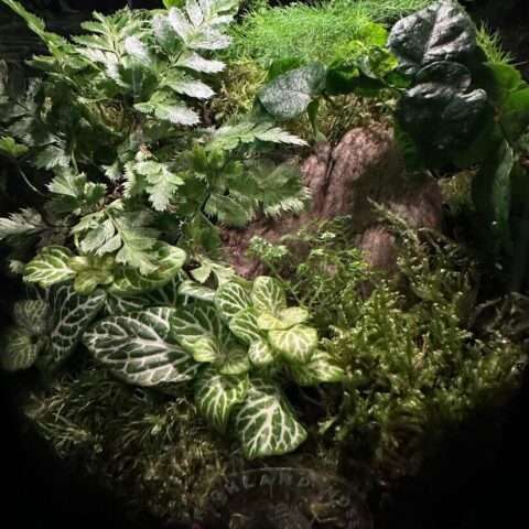 terrarium workshop