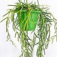 Hoya Linearis Wax Plant
