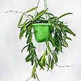 Hoya Wayetii Wax Plant