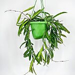 Hoya Wayetii Wax Plant