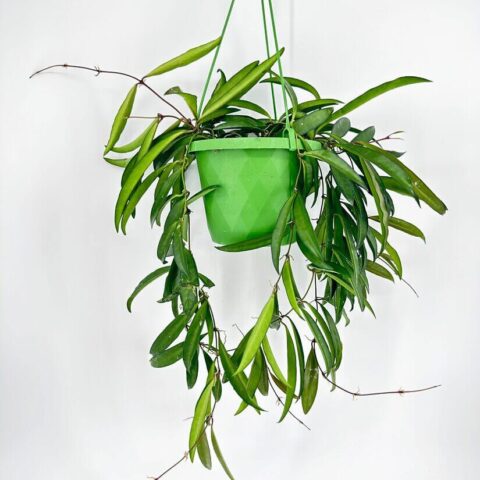 Hoya Wayetii Wax Plant