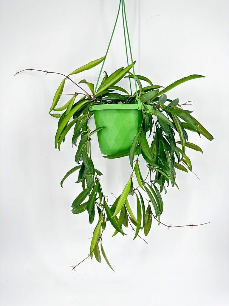 Hoya Wayetii Wax Plant