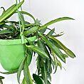 Hoya Wayetii Wax Plant