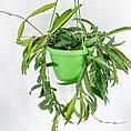 Hoya Wayetii Wax Plant