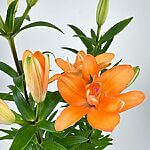 Lily Lilium Asiaticum 13cm pot