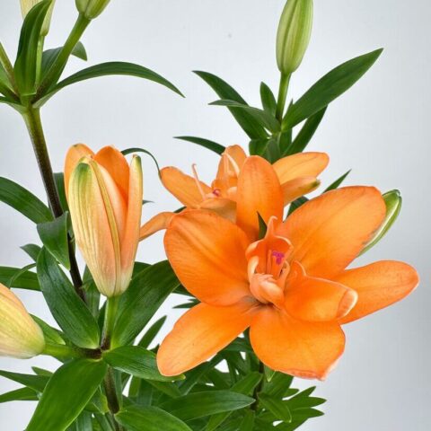 Lily Lilium Asiaticum 13cm pot