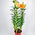 Lily Lilium Asiaticum 13cm pot