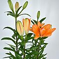 Lily Lilium Asiaticum 13cm pot