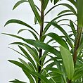 Lily Lilium Asiaticum 13cm pot
