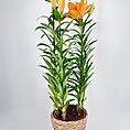 Lily Lilium Asiaticum 13cm pot