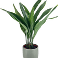 Minimalistic Sage Green Planter  Cast Iron Plant Aspidistra Elatior