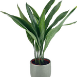 Cast Iron Plant Aspidistra Elatior
