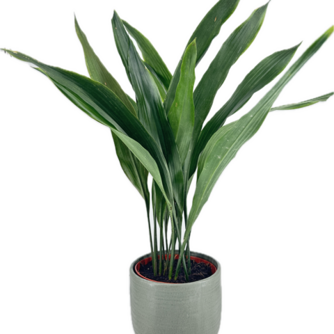 Minimalistic Sage Green Planter  Cast Iron Plant Aspidistra Elatior