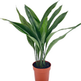 Cast Iron Plant Aspidistra Elatior